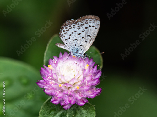 Pale grass blue butterfly on amaranth flower