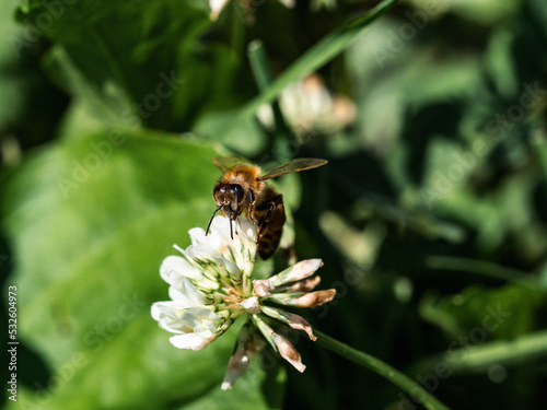 Western honey bee on white clover flower 3 © Hanstography