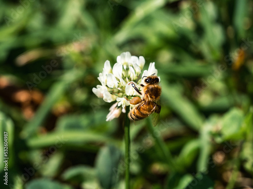 Western honey bee on white clover flower 5