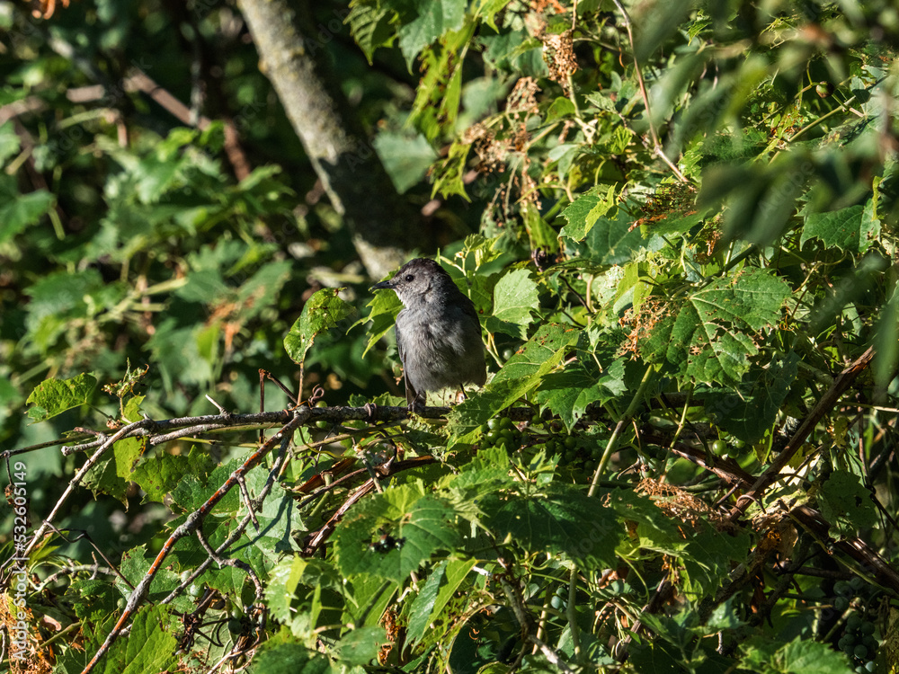 Gray Catbird in the trees 6