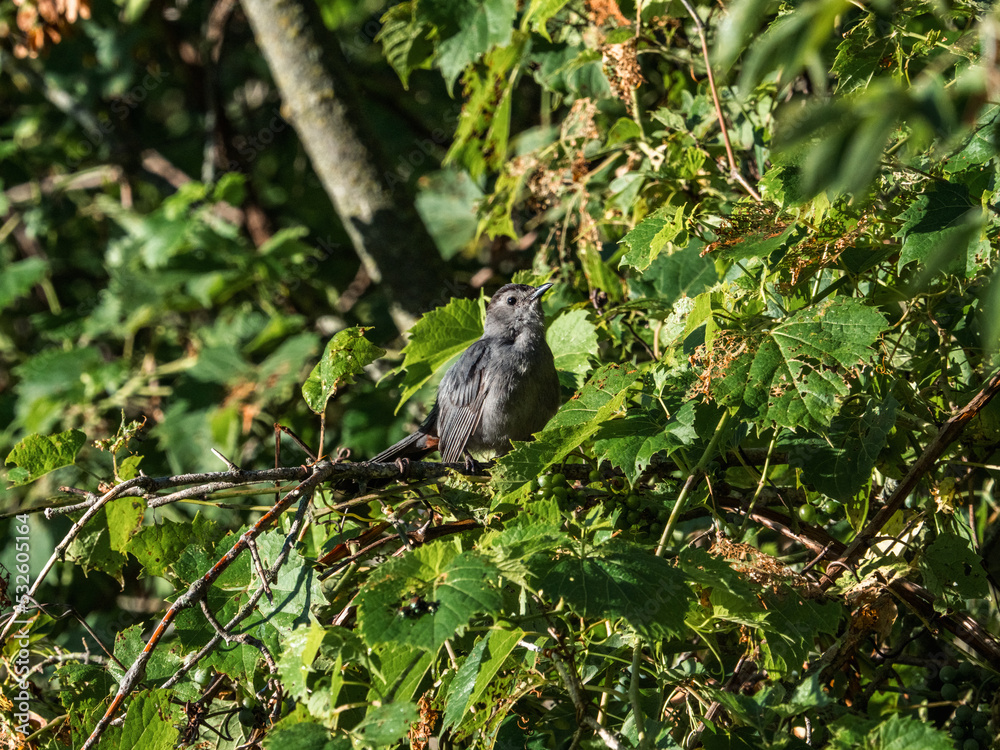 Gray Catbird in the trees 9 Gray Catbird in the trees 9
