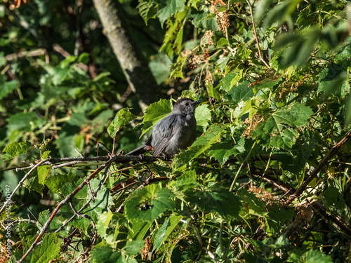 Gray Catbird in the trees 7