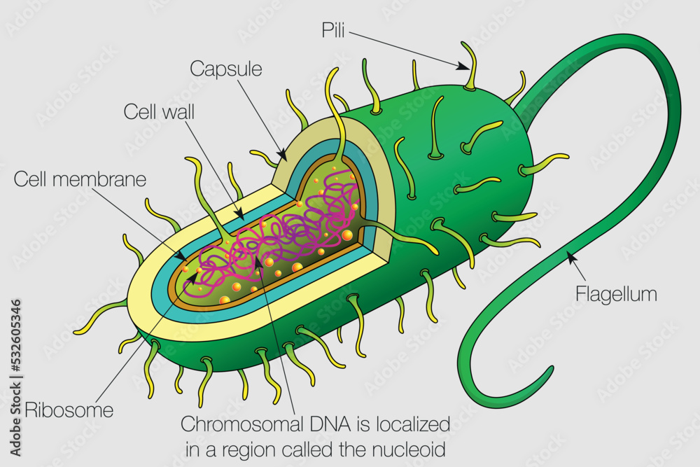 The graphic shows the parts of a bacterium cell with their names on a ...