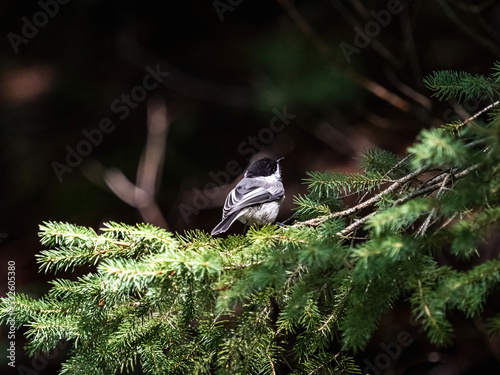 Black-capped Chickadee near Hayward, WI 4 photo