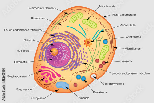 The graphic shows the elements of a human cell with their names on a gray background. Vector image photo