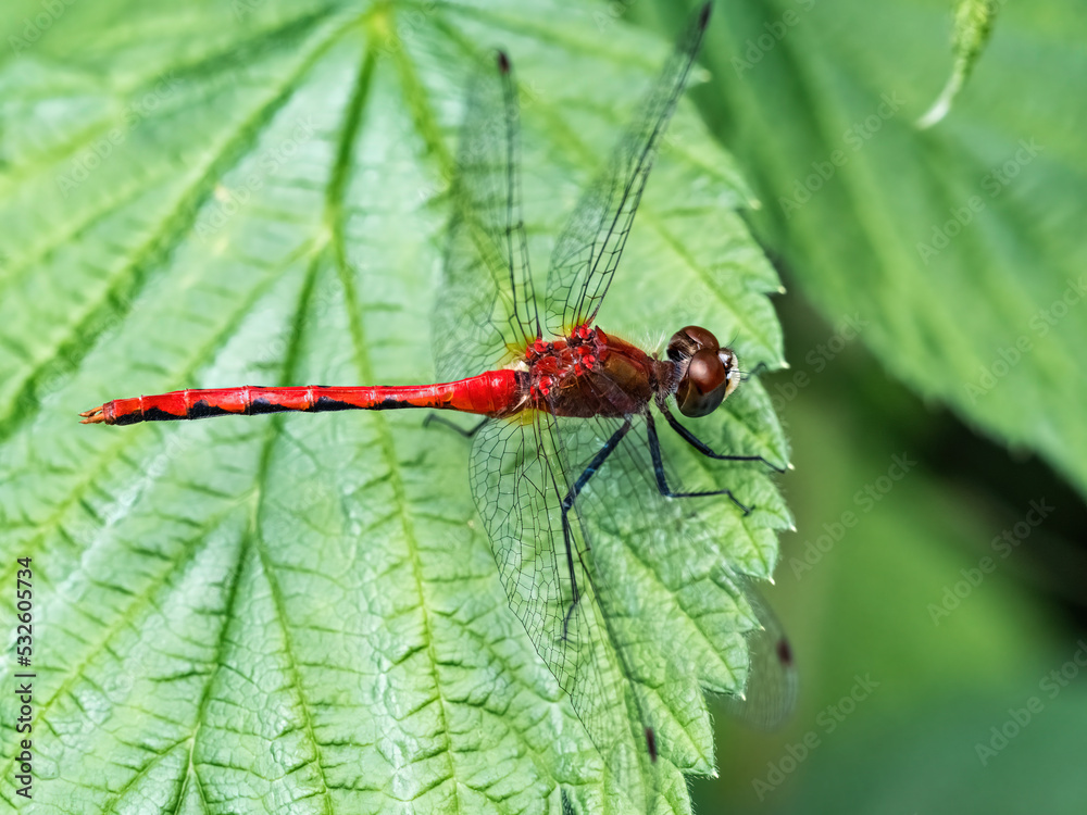 Fototapeta premium White-faced Meadowhawk resting on a leaf 1