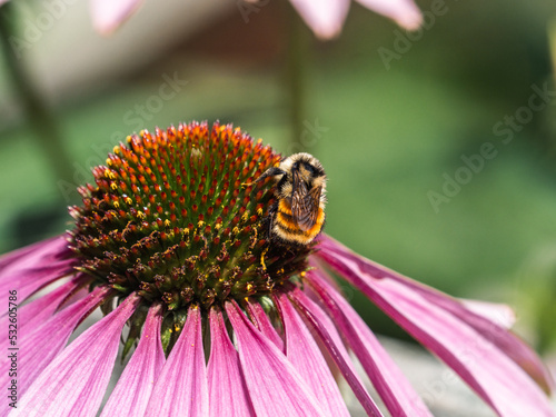 Western Honey Bee on lavender daisy