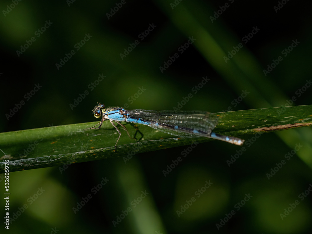 small bluet damselfly on a large blade of grass small bluet damselfly on a large blade of grass
