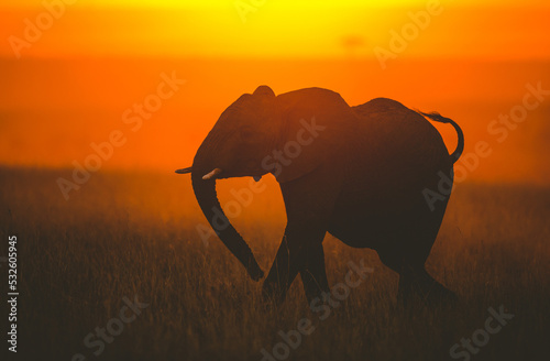 Fotografiet The African Bush Elephant