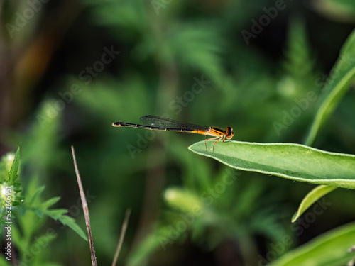Eastern Forktail damselfly on a leaf