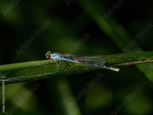 small bluet damselfly on a large blade of grass