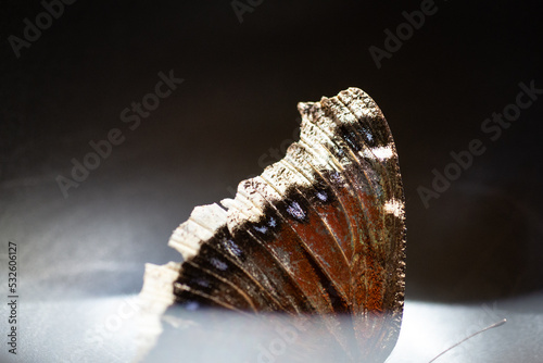 Macro of mourning cloak butterfly wing photo