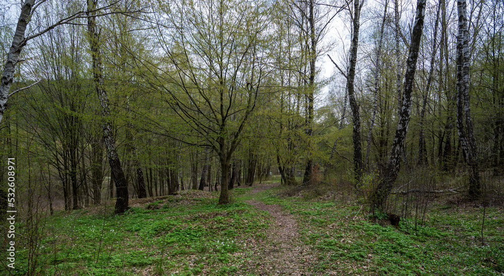 Bright dense forest with trees and green bushes. Bright dense forest with trees and green bushes.