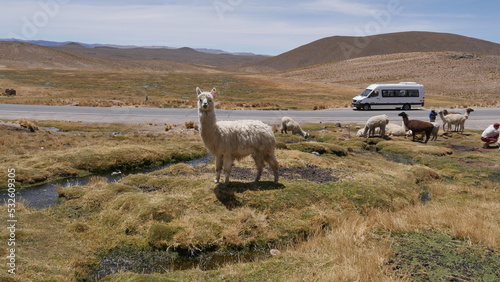 Des lamas sur une étendue d'herbes, près d'une route, accuillant avec joie les touristiques, animal mythique du Pérou photo