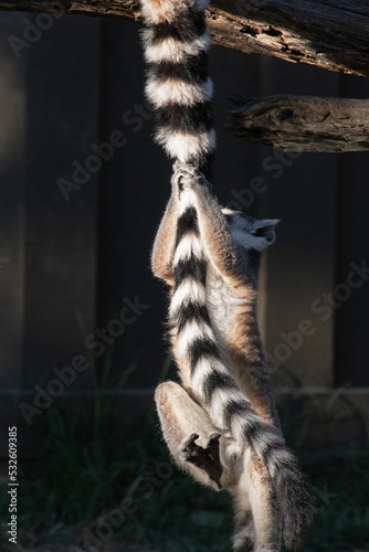 Ring-Tailed Lemur Infant Climbing Up His Mother's Tail