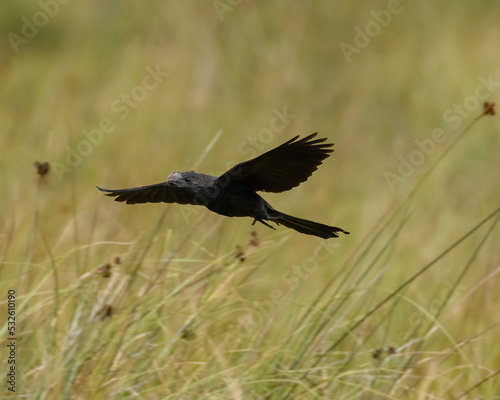 Crotophaga Ani  Smooth blilled Ani joyfully flying over a grassland. Activity. summer.