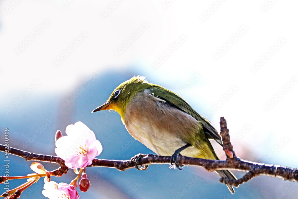 The Japanese White-eye on a branch