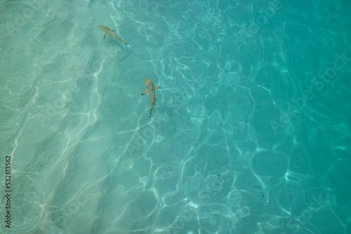 Areal view of two black-tip baby juvenile reef sharks in crystal clear turquoise water in the Maldives