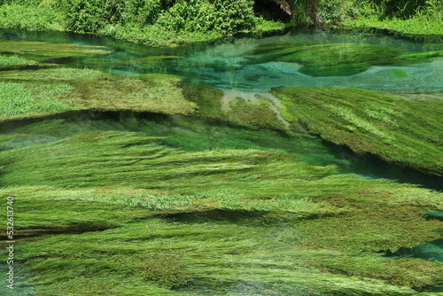 Fototapeta Naklejka Na Ścianę i Meble -  Areal view of the Blue Spring in New Zealand, showing crystal clear water with underwater plants and ferns flowing downstream