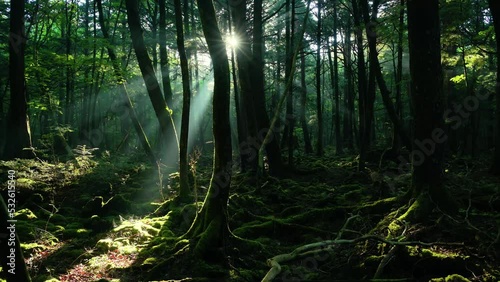 木漏れ日差す青木ヶ原樹海