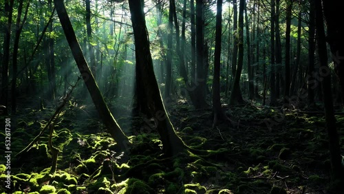 木漏れ日差す青木ヶ原樹海