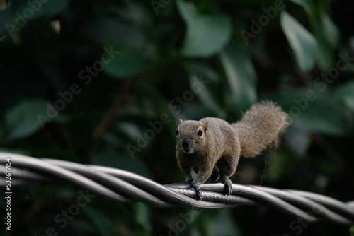 a squirrel walking on the power lines