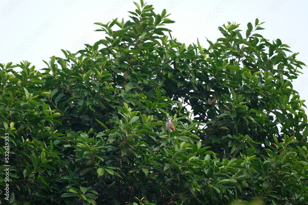 finches perched on a shady tree branch