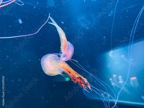 Canvastavla Close-up Of Jellyfish Swimming In Sea
