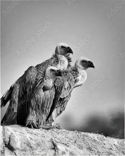 Fotografia, Obraz Close-up Of Bird Perching On Rock