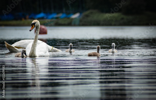 Stampa su tela Swans Swimming In Lake