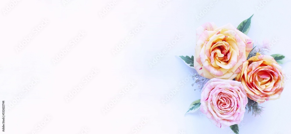 Pink and tea roses on a white background. A delicate festive composition. Background for a greeting card.