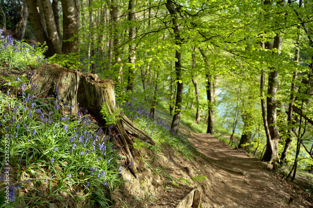 Tree stump and bluebells in woodland Tree stump and bluebells in woodland