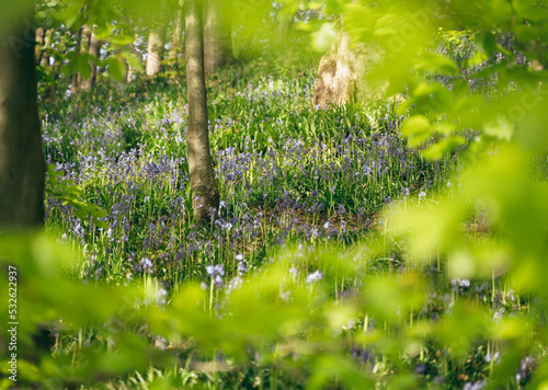 Beech tree leaves and Bluebells photo