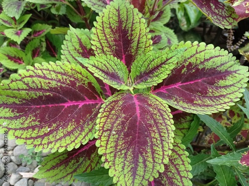 a photo of an ornamental plant called coleus, beautiful red