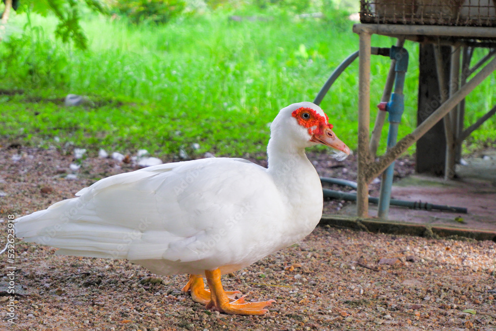 White feathered duck with reddish color on its beak. walking with a green tree background. White feathered duck with reddish color on its beak. walking with a green tree background.