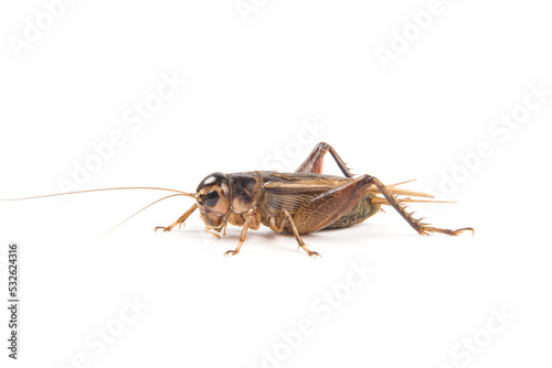 Field male cricket animal isolated on white background
