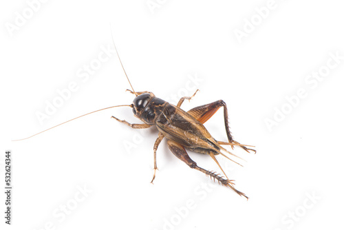 Field male cricket animal isolated on white background