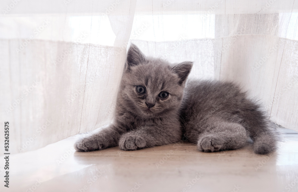 Adorable blue cats playing on the windowsill
Adorable blue cats playing on the windowsill