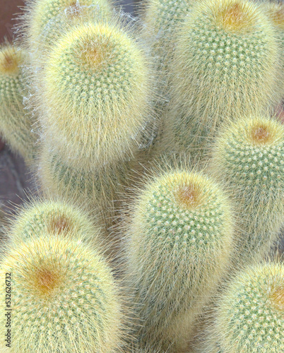 Yellow Golden Ball Cactus (Parodia) succulent spiny desert plant photo