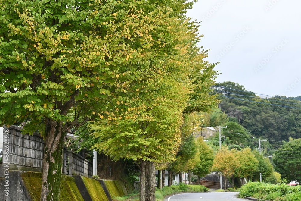 Obraz premium カツラの木の紅葉