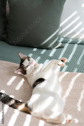 cute cat on bed