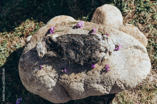 Dead animal surrounded with flowers on stone photo