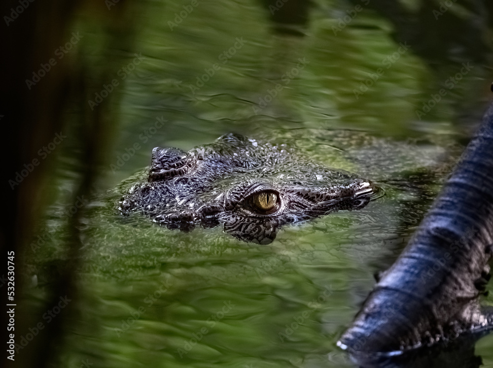 a crocodile hiding in the water with its predator s look