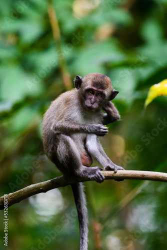 portrait of monkeys in jungle