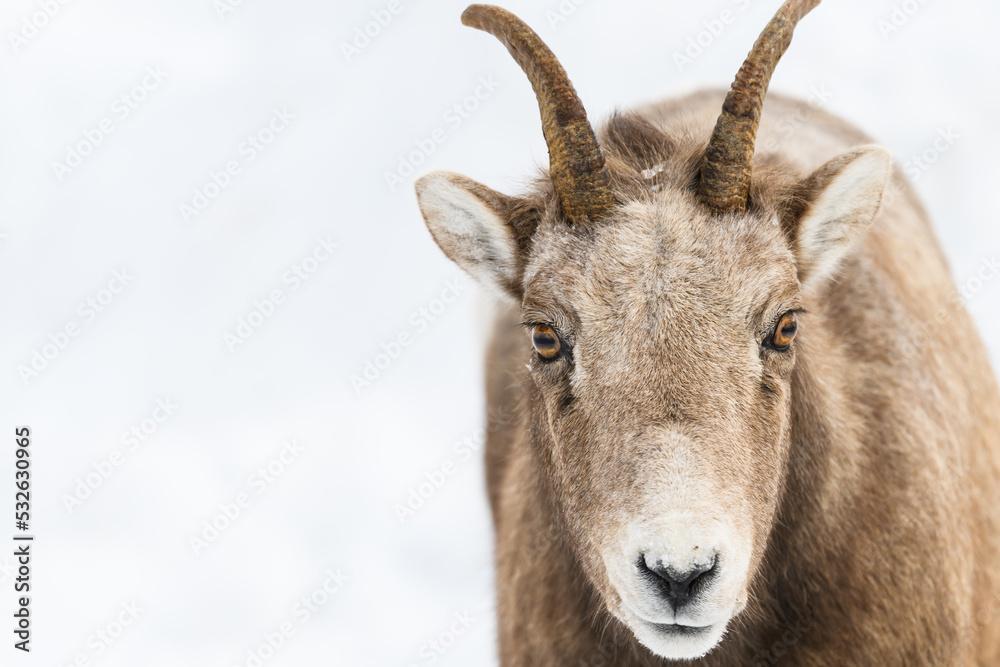 portrait of female bighorn sheep in Canadian Rockies portrait of female bighorn sheep in Canadian Rockies