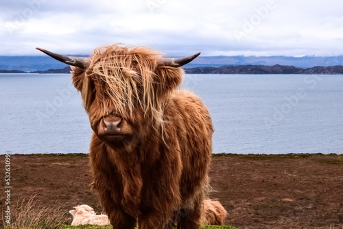 a beautiful scottish landscape with a young highland cow in the mountains