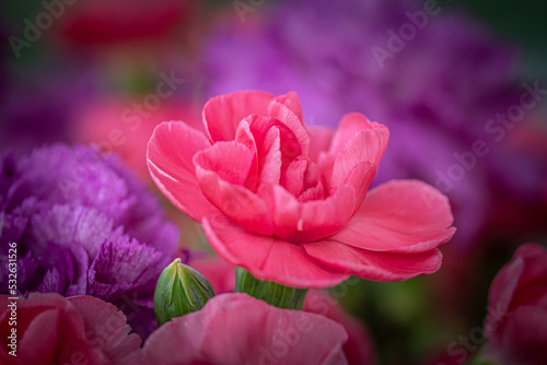 Macro Pink Carnation Flower in the Garden