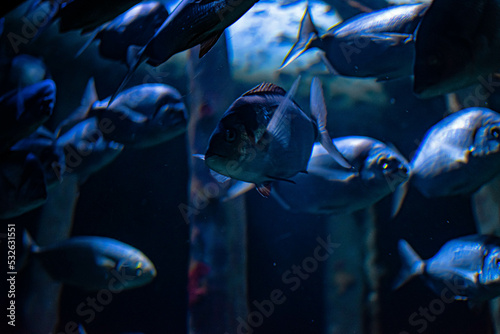 Fotografiet Fish Swimming In Aquarium