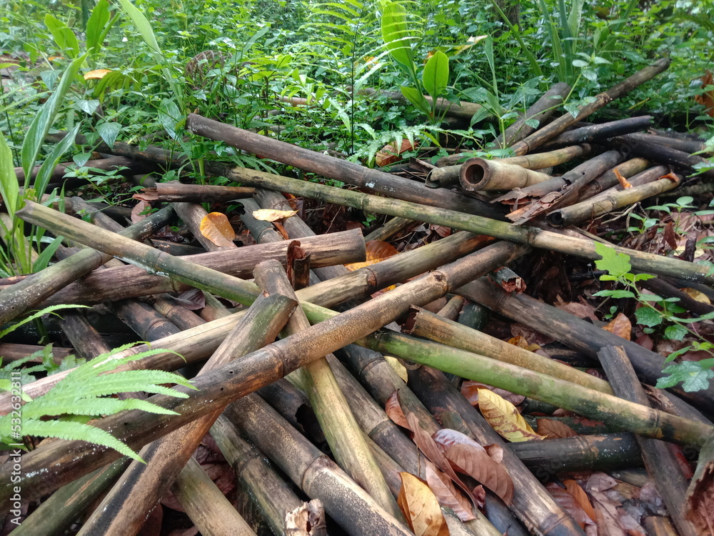 pile of dried bamboo rotting and moldy pile of dried bamboo rotting and moldy
