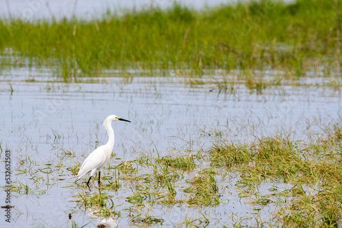 Snowy Egret (Egretta thula) Wading through Marsh at Tiana Beach, Hampton Bays, Long Island, New York photo